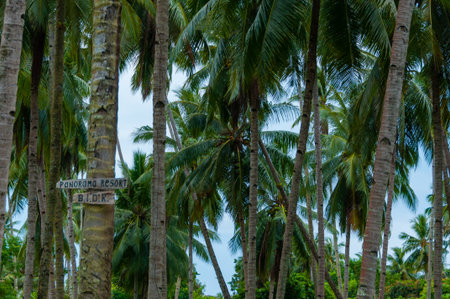 Bunaken resort filled with healthy palm treesの写真素材