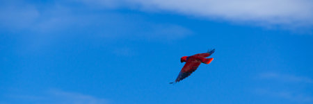 Red Bird parrot Gliding Freely in the clear blue sky at beach of Raja Ampat, Papua New Guineaの写真素材