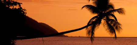 Orange sunset Silhouette of a horizontal palm tree hanging over the sea at a beach in Raja Ampat, Papua New Guinea, Indonesiaの写真素材