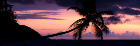 Colorful sunset Silhouette of a horizontal palm tree hanging over the sea at a beach in Raja Ampat, Papua New Guinea, Indonesiaの写真素材