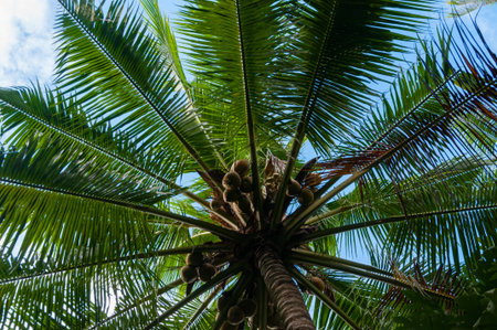 Fresh coconuts up on the palm trees of Bunakenの写真素材