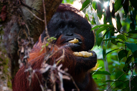 Alpha male orang utan eating banana behind a tree in Borneo, Kalimantan, Indonesia