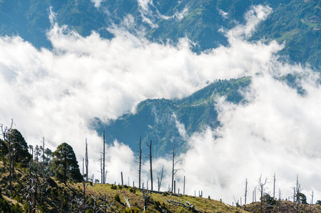 Some Trees at green slope in front of a big blue mountain Tajamulco with cloudscape in Guatemalaの写真素材