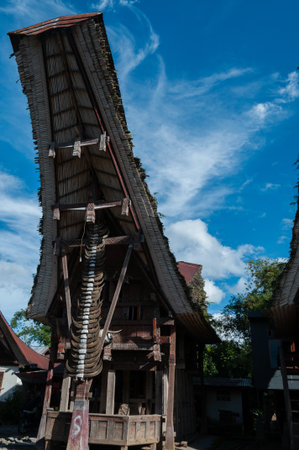 Traditional House Decorated With Carabao buffalo Horns under blue sky in Tana Toraja, Sulawesi, Indonesiaの写真素材