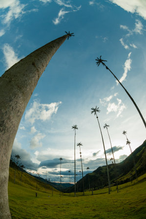 Tall Palm trees on green grass under blue sky with clouds in Cocora Valley in Colombiaの写真素材
