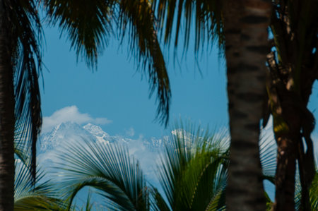 Palm tree in front of mountain with ice on top at the beach of Palomino, Colombiaの写真素材
