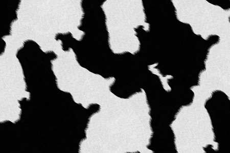 Dairy cow fur  skin  background or textureの写真素材