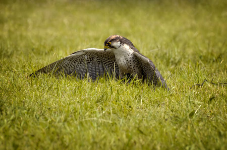 Falcon on the grass