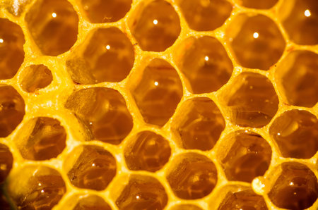 Honeycomb filled with honeyの写真素材