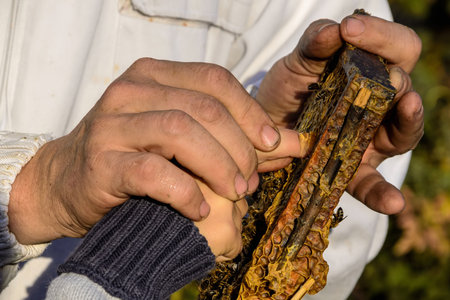 Beekeeper showing honeycomb frameの写真素材