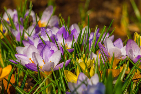 Spring violet crocuses on a medowの写真素材