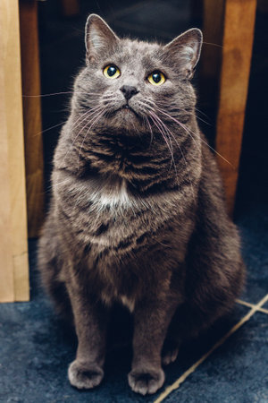 Russian blue cat sitting and waitingの写真素材