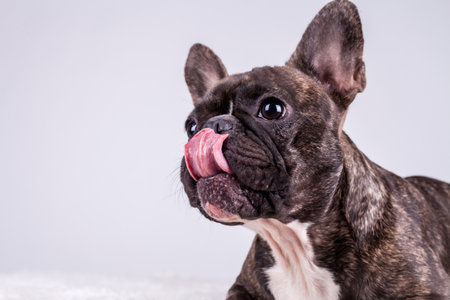 Cute brown french bulldog licking his nose close upの写真素材
