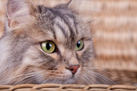 Close up cute brown furry siberian cat with yellow eyes looking out of a basket to the rightの写真素材