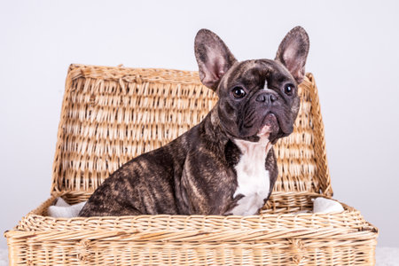 Cute brown french bulldog sitting in a brown box and looking frontの写真素材