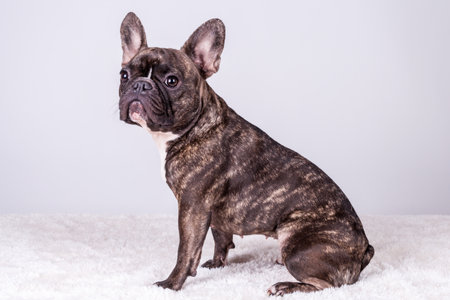 cute brown french bulldog in sitting position looking frontの写真素材