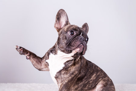 cute brown french bulldog in sitting position lifting a paw and looking rightの写真素材