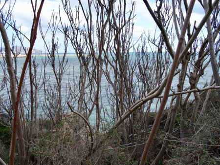 View of the sea through the tree branchesの写真素材