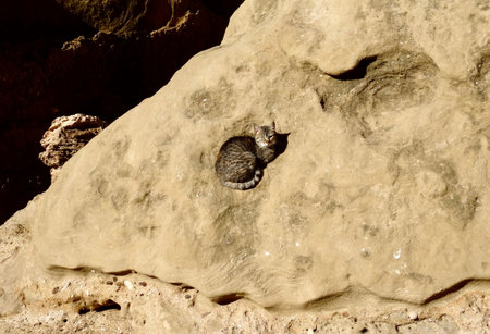 A cat resting on a rockの写真素材