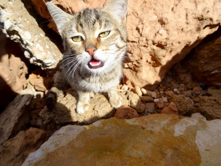 Stray cat living by the seaの写真素材