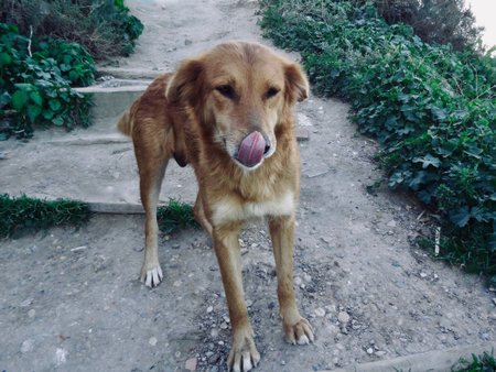 A dog sticking out its tongueの写真素材