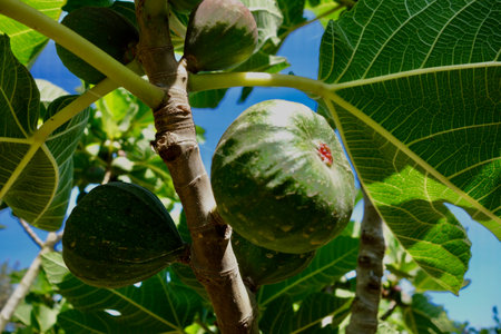 Budding figs in springの写真素材