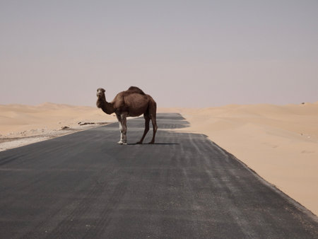 A dromedary barring the roadの写真素材