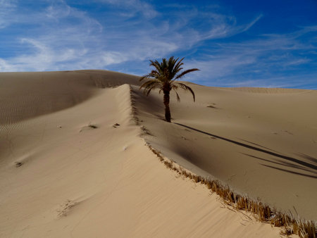 Palm tree on a duneの写真素材