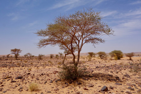 Small tree resistant to desert heatの写真素材