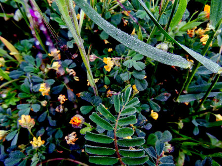 Multicolored background with multiple herbsの写真素材