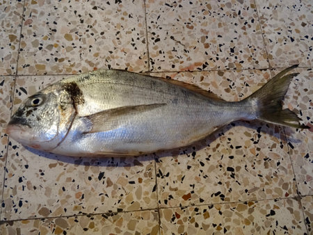 Beautiful sea bream angled in springの写真素材