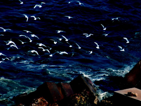 Seagulls hovering above the wavesの写真素材