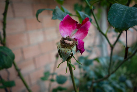 Faded rose resistant to old ageの写真素材