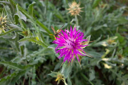 A wasp foraging in a beautiful purple flowerの写真素材