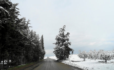 Road bordered by cypresses embellished by snowの写真素材