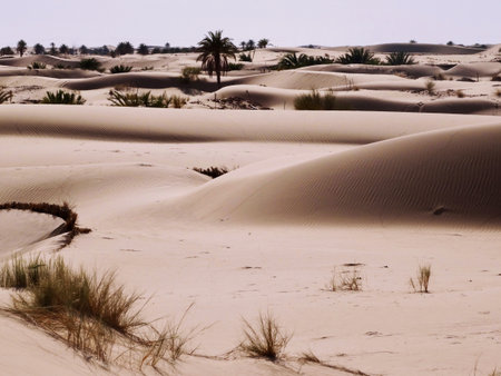Sand dunes as far as the eye can seeの写真素材