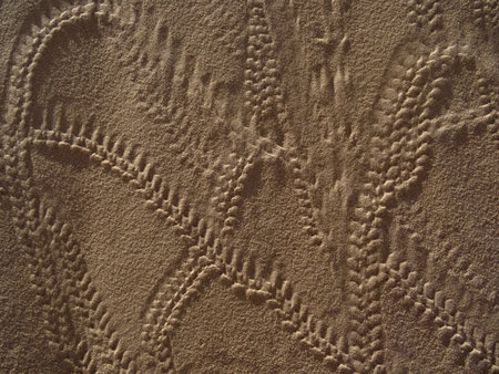 Sand embellished by traces of insects in the desertの写真素材