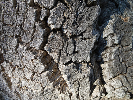 Deeply cracked tree bark that resists hardeningの写真素材