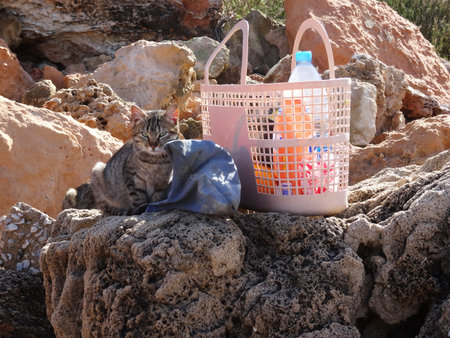 A cat waiting for the fisherman to return hoping to get his share of the catchの写真素材
