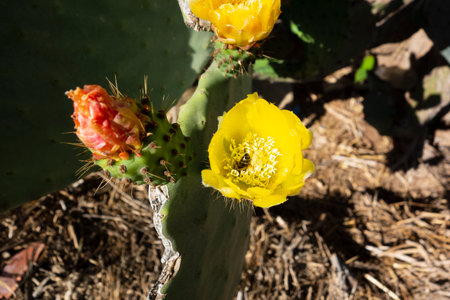 Bee foraging in a prickly pear flowerの写真素材