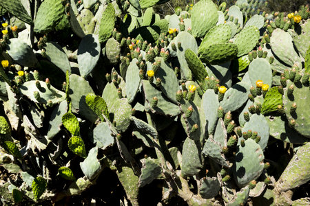 prickly pears in full bloomの写真素材