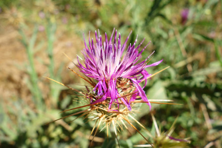 View where the sweetness of flowers and the pain of thorns coexistの写真素材