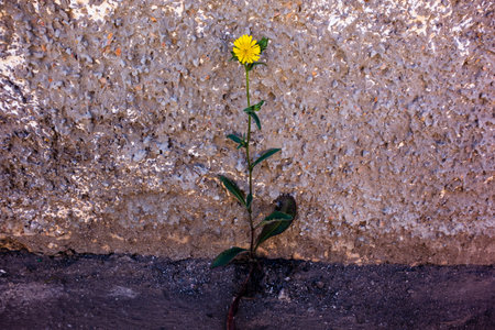 Resistant solitary flower with roots in concreteの写真素材