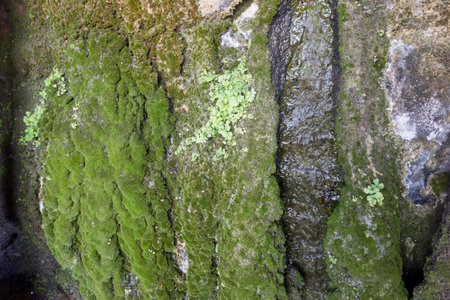 green moss on the waterway of a water sourceの写真素材