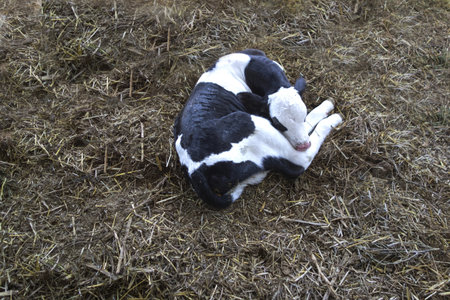 Calf born a few hours agoの写真素材