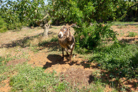 A donkey watching with curiosityの写真素材