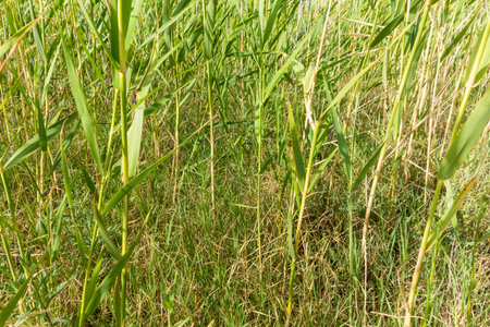 beautiful background presenting swamp reedsの写真素材