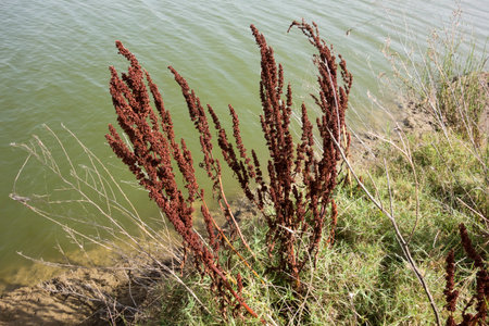 Beautiful shrub by the lakeの写真素材