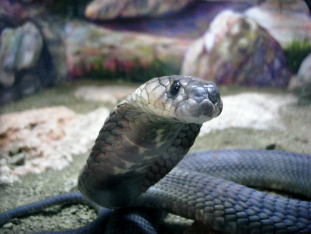 Cobra Snake in Pafos zoo Cyprusのeditorial素材