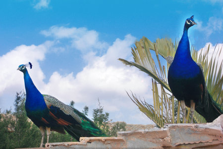 Two Peacocks on a roof in Pafos zoo Cyprusのeditorial素材